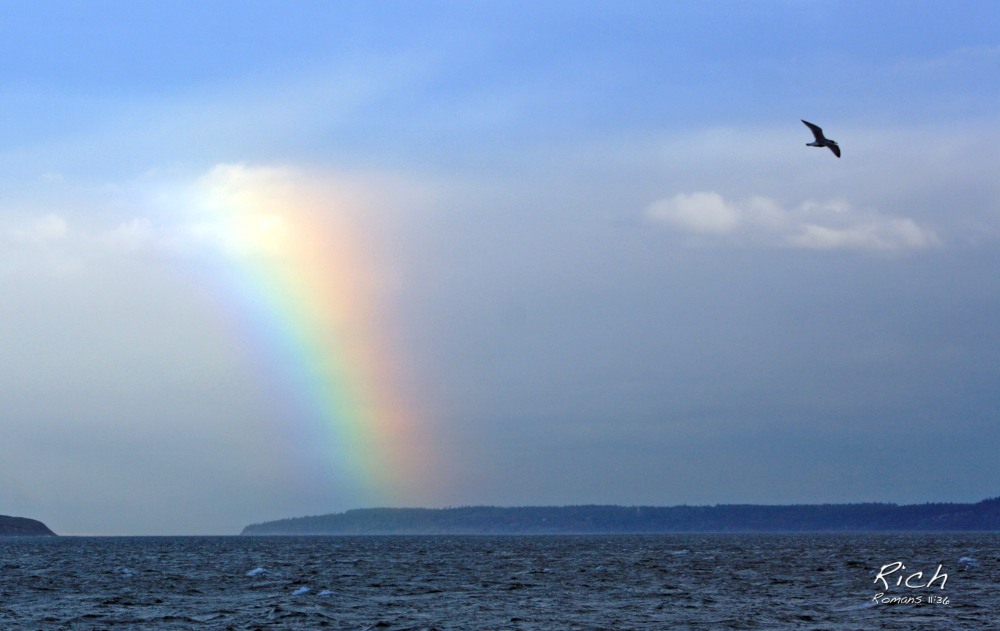 A Bird and A Rainbow