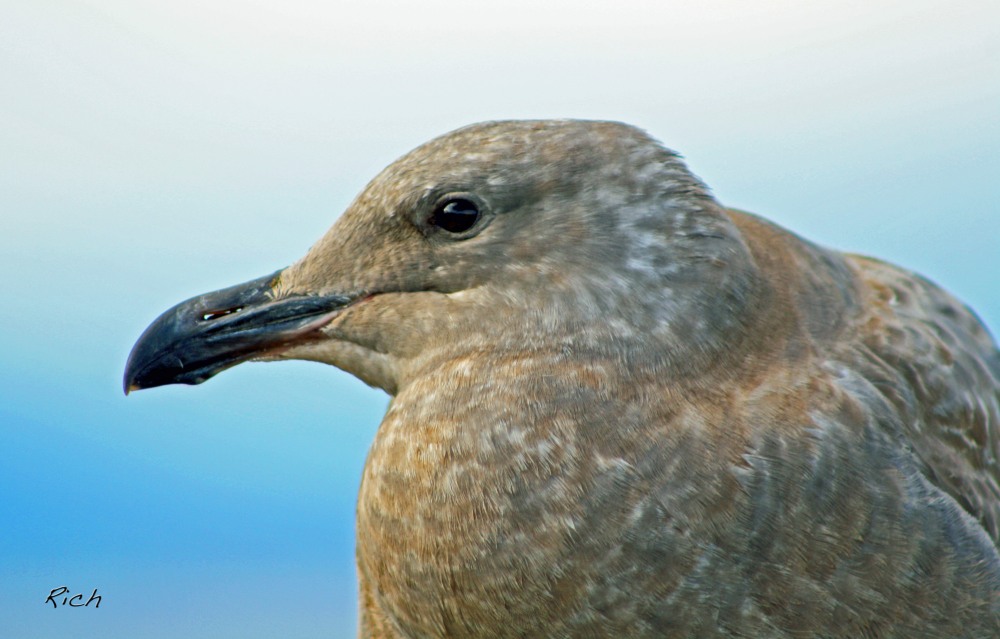Seagull in Profile